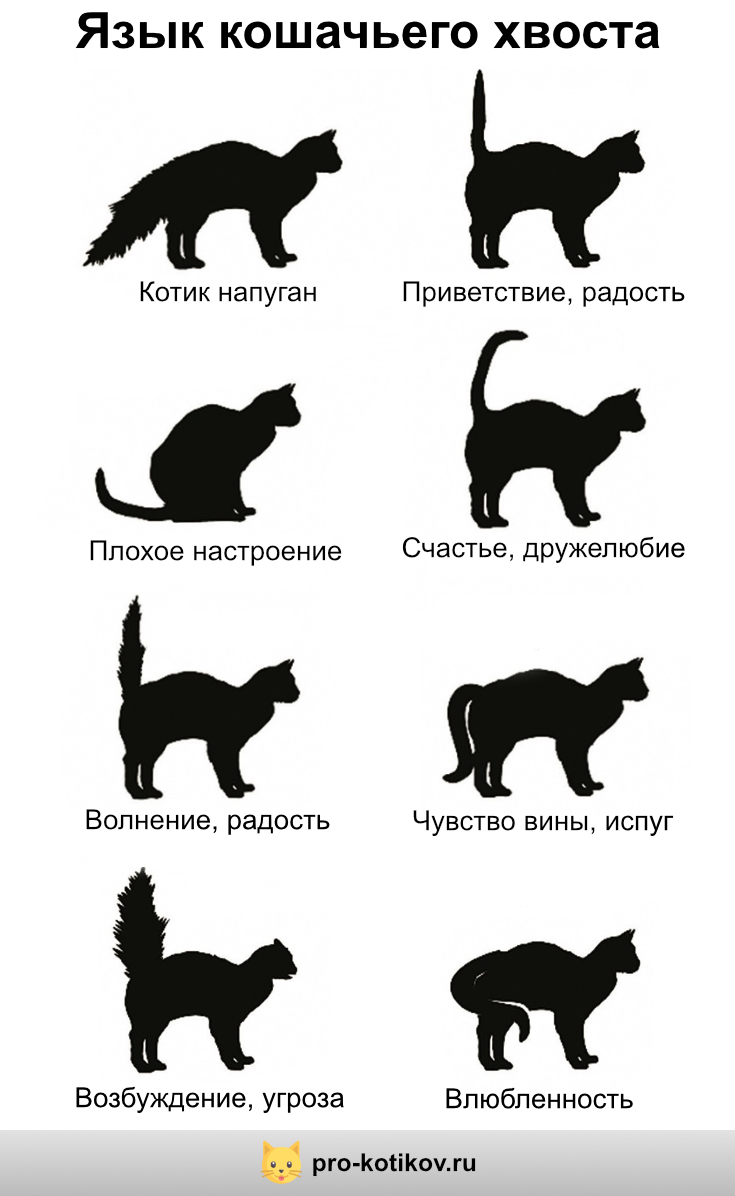 язык кошачьего хвоста инфографика