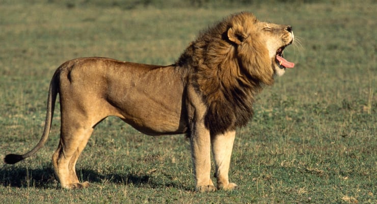 лев зевает фото