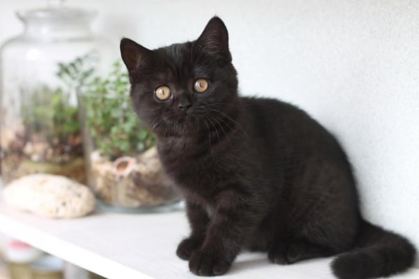 черный окрас британского кота