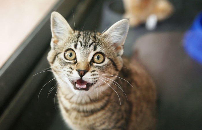 Исследователи узнали, что кошки узнают свое имя