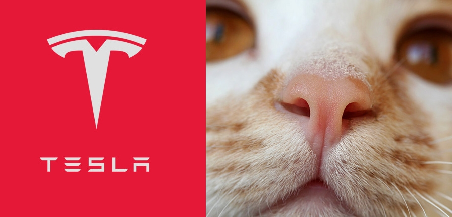 Логотип Тесла удивительно напоминает силуэт кошачьего носа