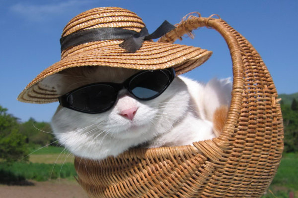 Кот в шляпе и очках наслаждается солнцем