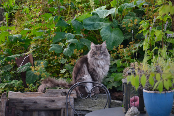 Кот сидит среди растений