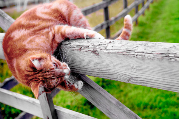 кот перелезает через деревянный забор