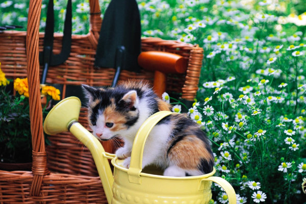 Трехцветный котенок сидит в лейке