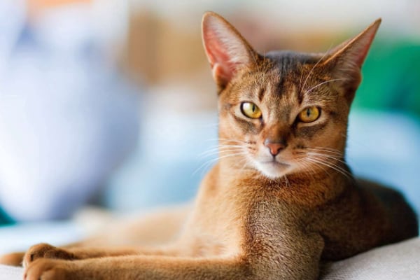 Абиссинская Кошка Фото Цена Характеристики