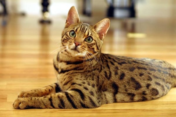 Представители бенгальской породы кошек сочетают дикую внешность с покладистым характером