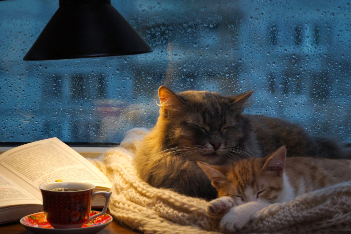 Два кота спят в обнимку с чаем