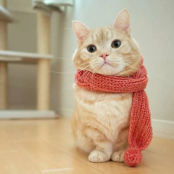 кот в шарфике