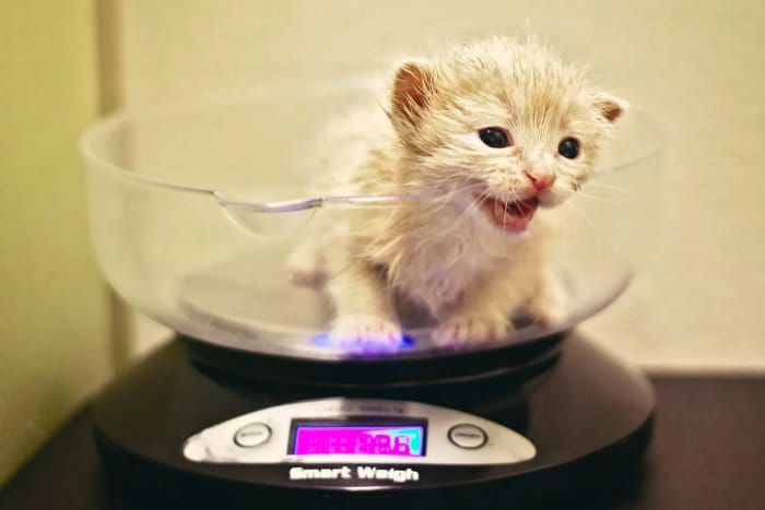 Оптимальный вес кошки