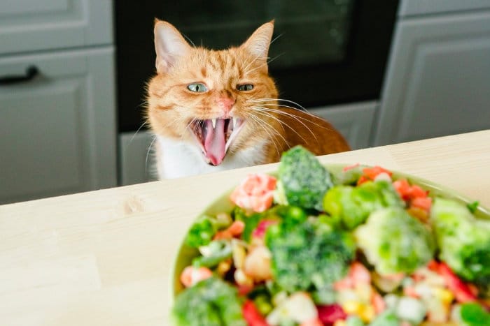 Кот не хочет садиться на диету