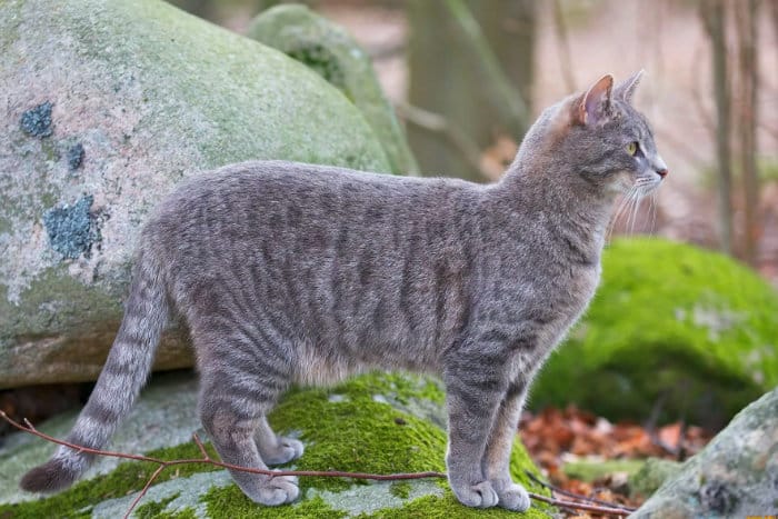 Сколько должен весить здоровый кот: определяем норму веса кошки