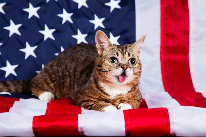 Любовь американцев к котикам приводит к кошачьему ожирению