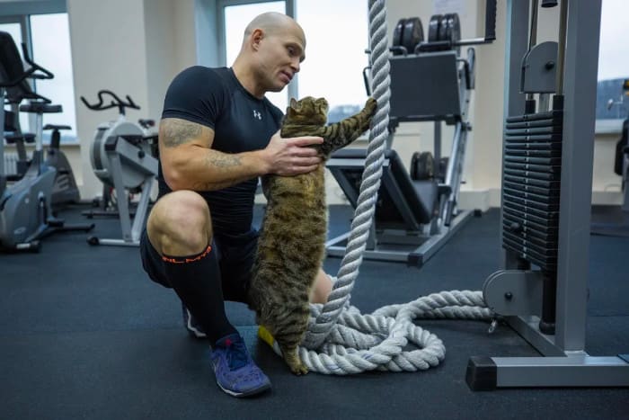 Толстый кот тренируется, чтобы похудеть