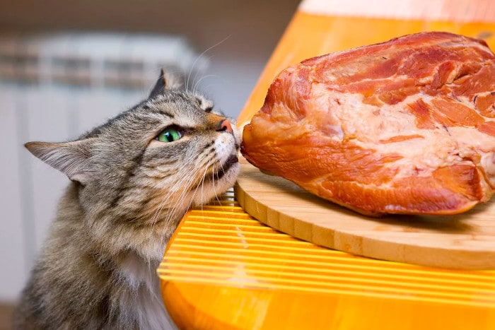 Чем кормить кошку если она не ест кошачий корм thumbnail