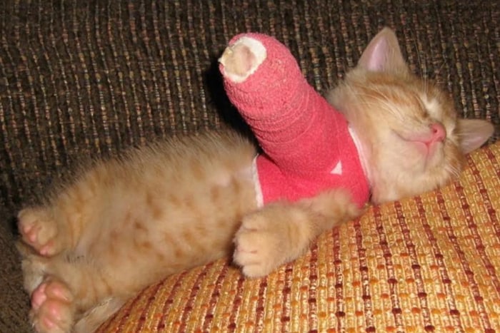 Переломы у кошек: что делать и как лечить