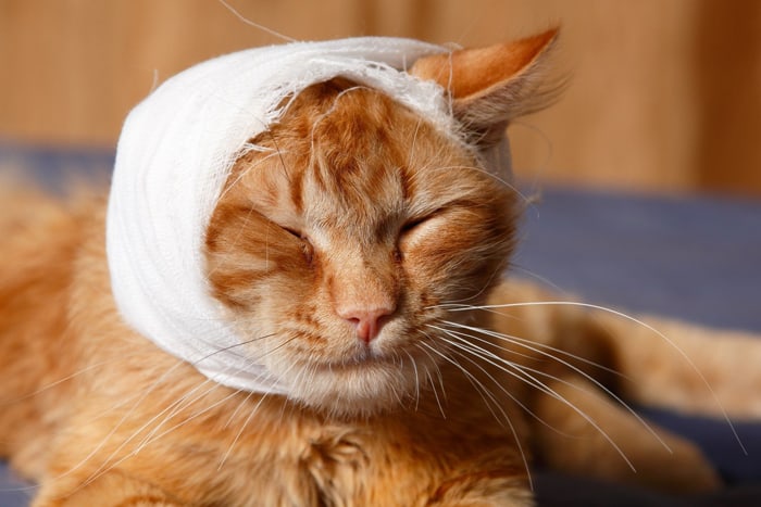 Переломы у кошек: что делать и как лечить