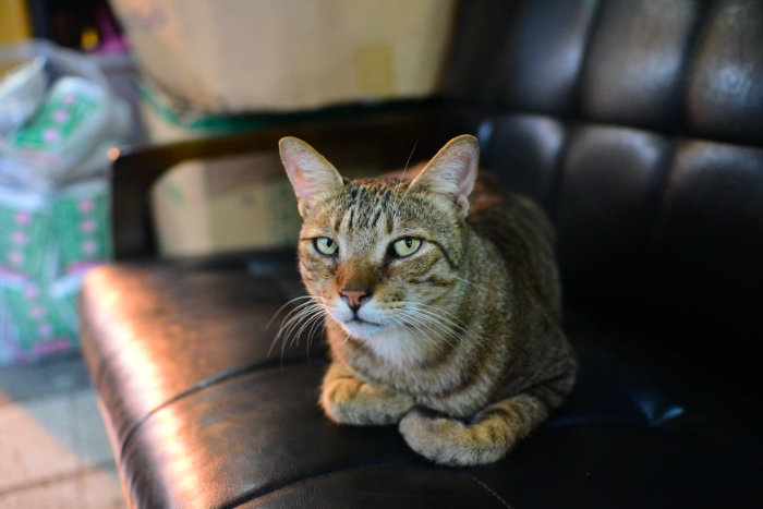 Недовольный кот на кожаном диване