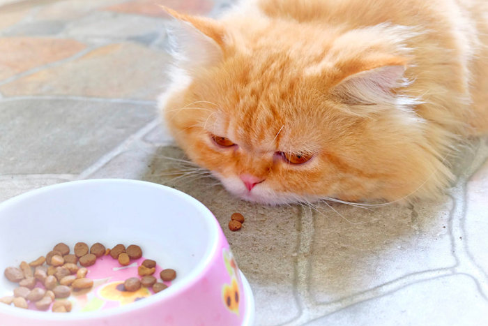 Кот лежит у розовой миски и не ест