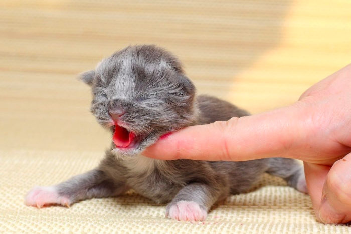 Новорожденный котенок плачет при прикосновении