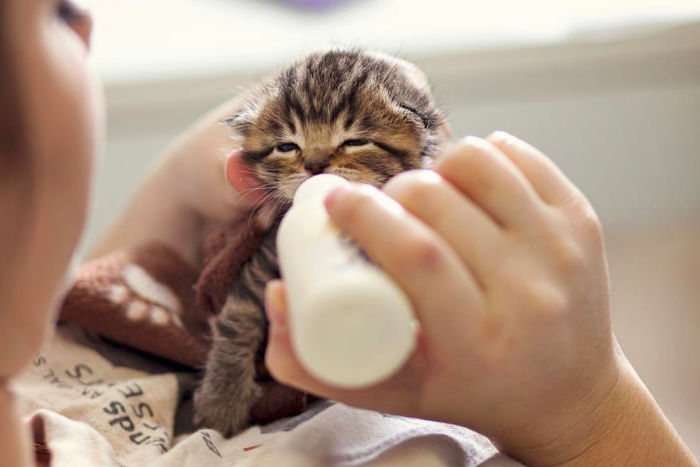 Как ухаживать за новорожденными котятами