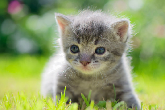 Маленький котенок гуляет по траве