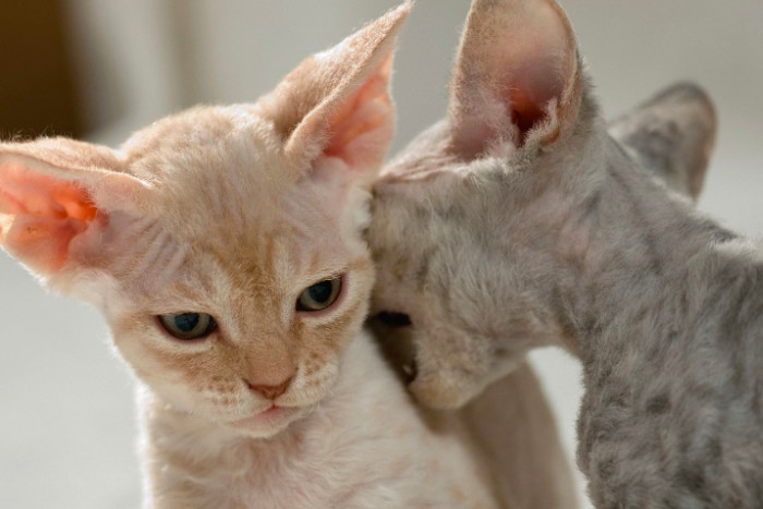 Котенок кусает друга в плечо